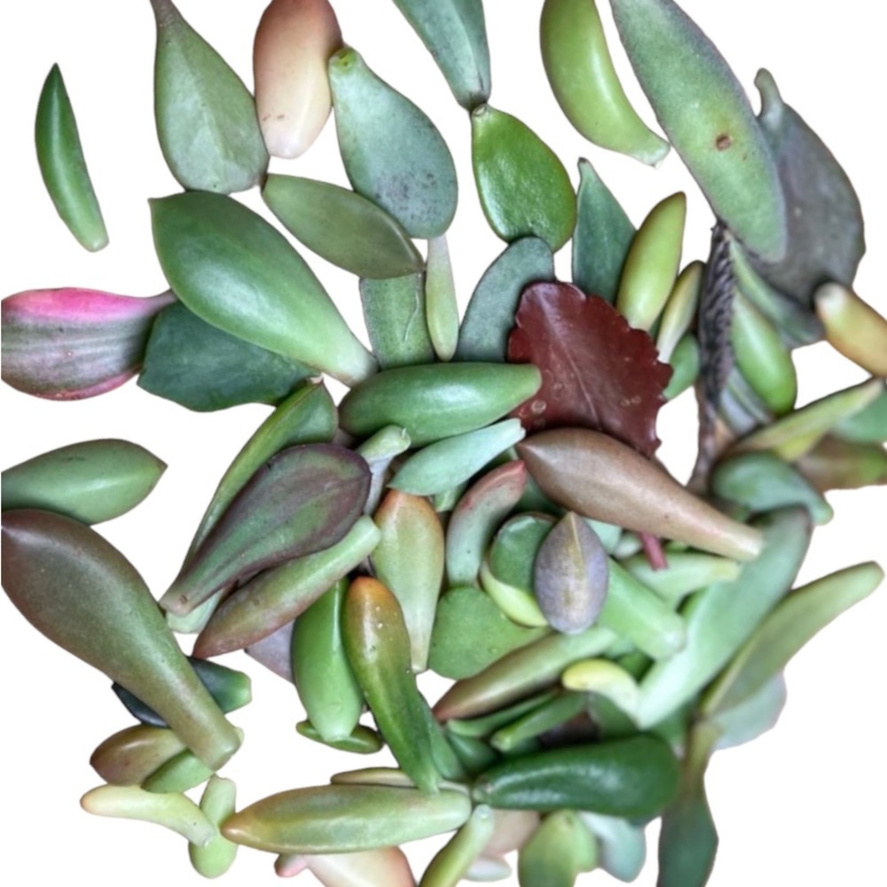 20 succulent leaves for propagation included 1lb of my special succulent…